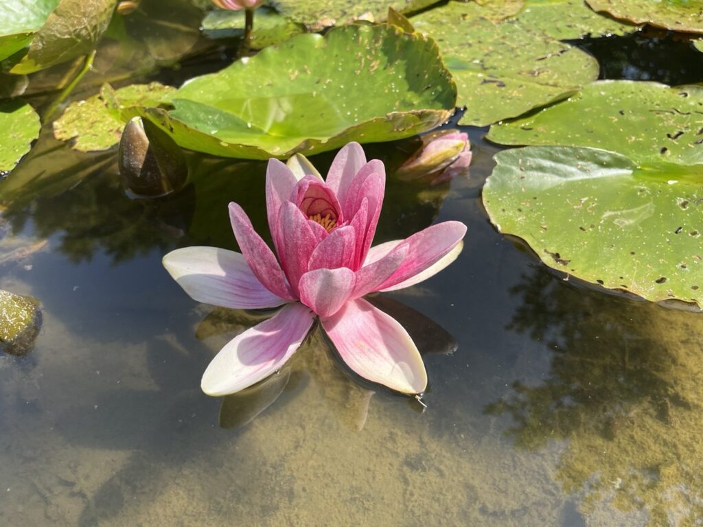 services-01 seerose